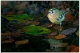 08_Goldcrest in water.jpg